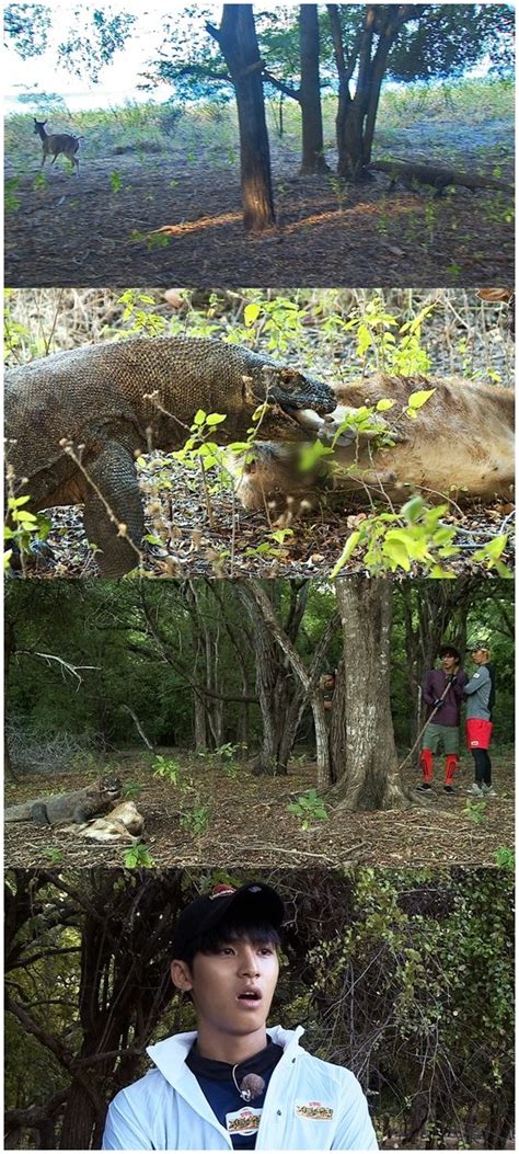 정글의 법칙 코모도 드래곤의 실제 사냥 장면 포착 텐아시아