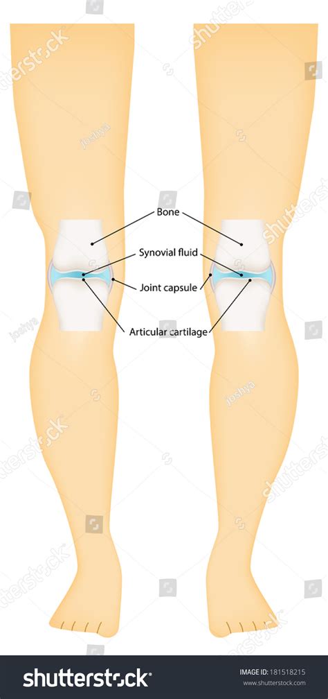 Synovial Joint Knee Labeled Diagram Stock Photo 181518215 : Shutterstock