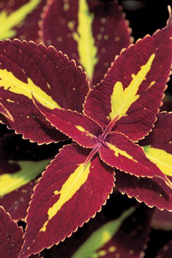 Coleus Plant Care And Varieties Garden Design