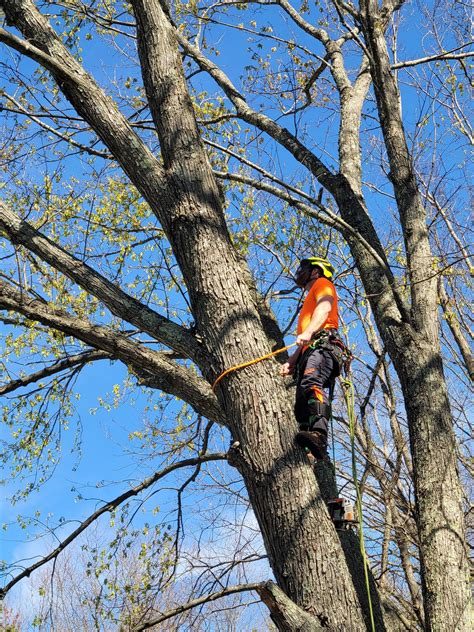 Davis Tree Surgeons Tree Service Tree Removal Tree Specialist