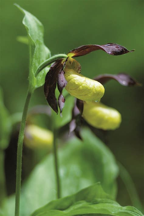 Riserva Naturale Integrale Della Camosciara Civitella Alfedena