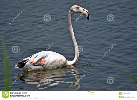 Flamingo Perching On The Water Stock Image Image Of Animal Landscape