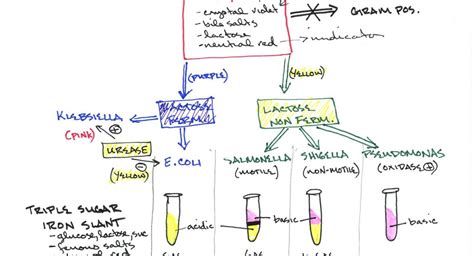 USMLE 252: Gram negative rods