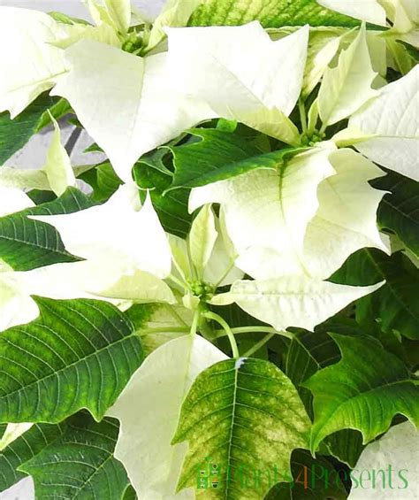 White Poinsettia Christmas Plants Plants4presents