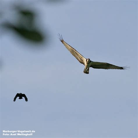 Marburger Vogelwelt De Fischadler Osprey Pandion Haliaetus