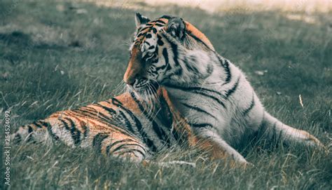 adult tiger lying on grass Stock Photo | Adobe Stock