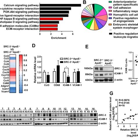 SRC 3 Increases ICAM 1 Expression During Atherosclerosis Development