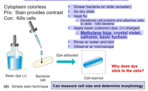 M Ascp Exam Ch Overview Of Microbiology Lab Techniques Quality