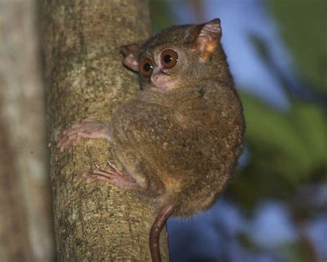 Tarsier - A-Z Animals