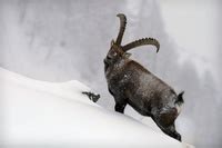 L Affascinante Viaggio Al Termine Dell Inverno