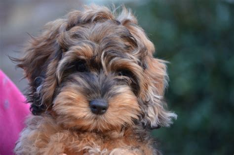 Crockett Doodles - Family Raised Doodle Puppies for Sale