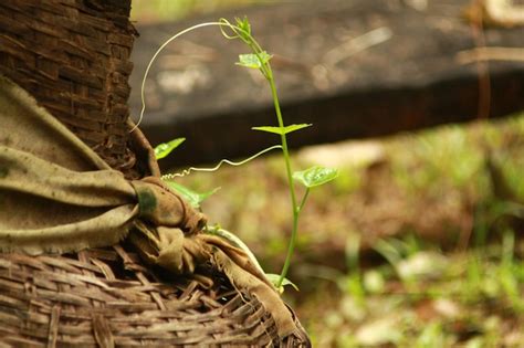 Premium Photo Close Up Of Lizard In Basket