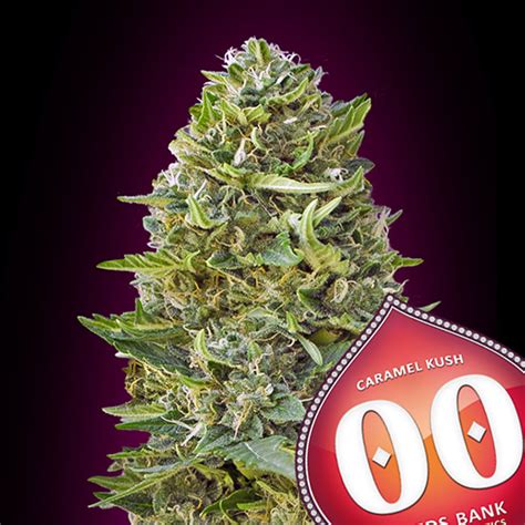 CARAMEL KUSH 3 Semi Femm 00 Seeds Santaplanta Grow Shop