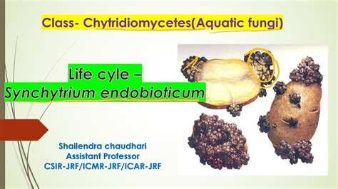 Part 2class Chytridiomycetes Lifecycles Synchytrium Endobioticum