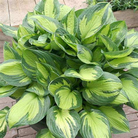 The Complete Guide To Growing Hosta How To Grow Hosta Bulb Blog