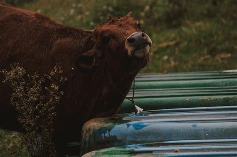 Premium Photo Cow In A Car