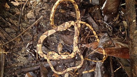 Common Blunt Headed Tree Snake From Carapal Palo Seco Trinidad And