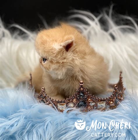 Firecracker Red Tabby Bicolor Exotic Longhair Kitten For Sale Persian