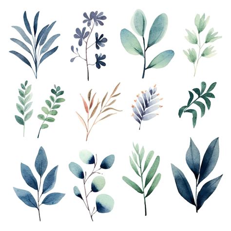 Premium Vector Watercolor Botanical Illustrations Set