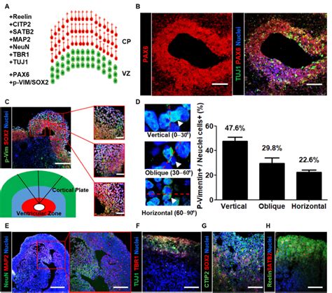 Characterization Of Neural Organoids By Layer Specific Markers A