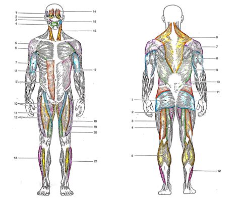 The Major Superficial Muscles Of The Body Quiz By Punkettepassion