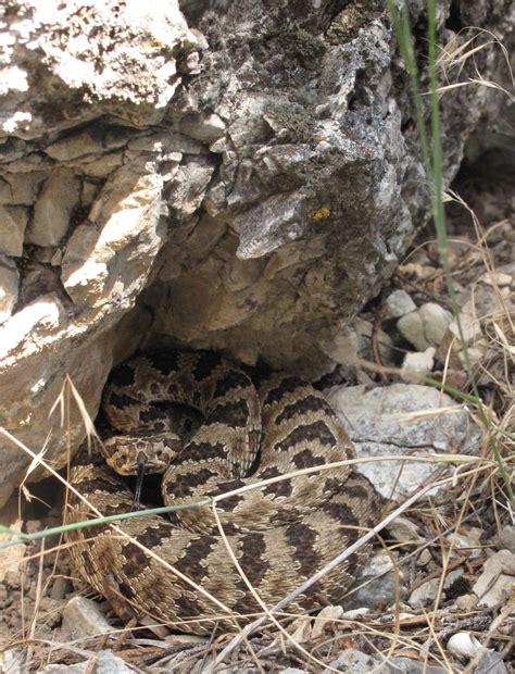 Life is short, but snakes are long: Squirrel v. rattlesnake