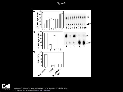 Discovery Of Antagonist Peptides Against Bacterial Helicase Primase