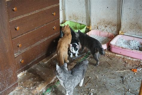 Sos 札幌49頭多頭飼育崩壊1【動画あり】 札幌市・猫の保護団体「nyapancatrescue」