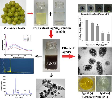 Frontiers Biogenic Synthesis Of Silver Nanoparticles Using Phyllanthus Emblica Fruit Extract