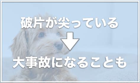 犬が誤飲したプラスチックは胃酸で溶ける？症状が出るまでの時間を調査！ 愛犬と満喫ライフ