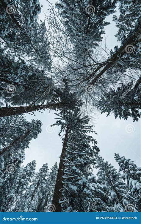 Vertical Shot Of Frozen Trees Covered In Snow In Snowy White Mountains