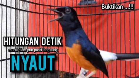 Murai Batu Gacor AMPUH Buat PANCINGAN Murai Batu Agar Bunyi JADIKAN