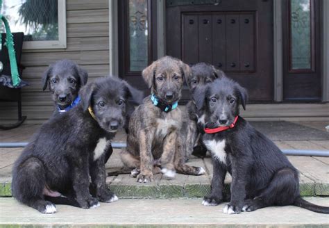 Irish Wolfhound Puppies For Sale