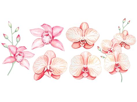 Set Of Watercolor Pink Orchid Flowers Isolated 22836097 Vector Art At