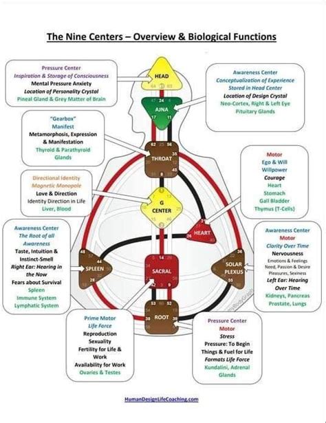 Overview of the 9-Chakra System and their Biological Functions : r ...