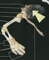 Comparative Anatomy: Test #2 Identifications (Mudpuppy) | Quizlet