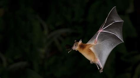 Person Dies From Bat Bite How Rabies Kills Live Science