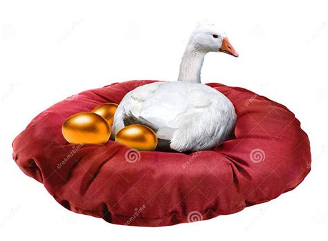 White Goose Laying Golden Eggs Isolated On White Stock Image Image Of Bird Charming 169962655