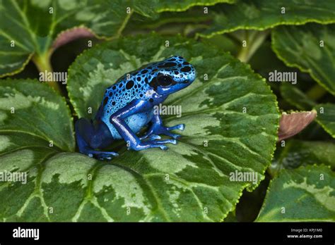 Blue Poison Dart Frog Aka Okopipi Dendrobates Azureus Surinam