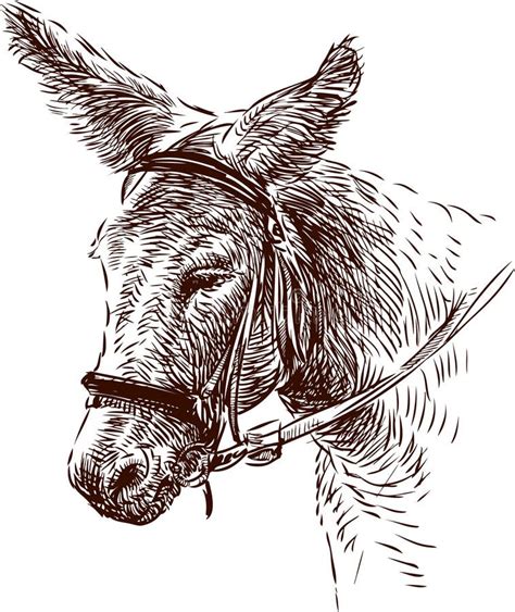 Burro Ilustraciones Stock Vectores Y Clipart 15 220 Ilustraciones