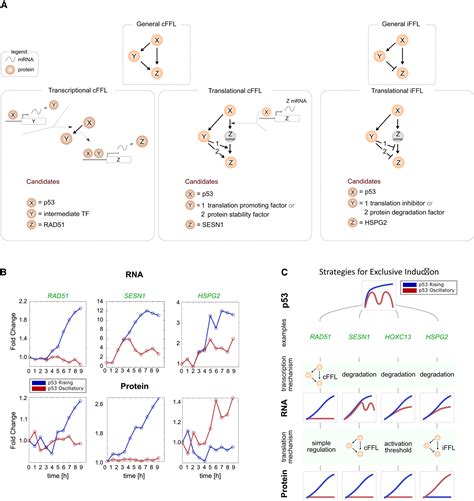 Timeseries Transcriptomics And Proteomics Reveal Alternative Modes To