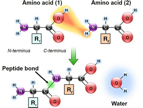 Enlace peptídico | Qué es, características, cómo se forma, ejemplos ...
