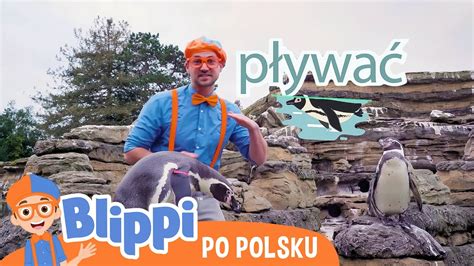 Do Cz Z Blippim By Dowiedzie Si O Pingwinach Blippi Tv Po Polsku