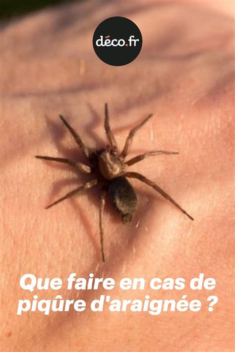 Que faire en cas de piqûre d araignée