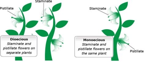 Chapter Flower Morphology And Distribution Crop Genetics