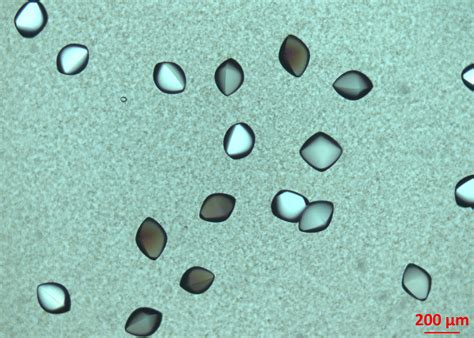 Watching Protein Crystal Nucleation In Real Time