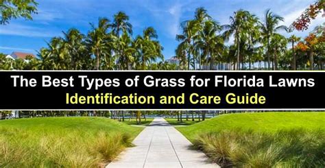 The Best Types Of Grass For Florida Lawns Pictures Identification And Care