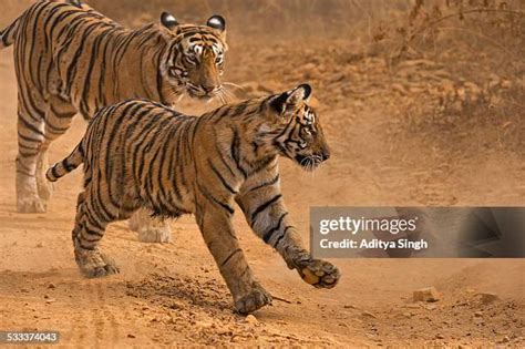 Tiger Charging Photos And Premium High Res Pictures Getty Images