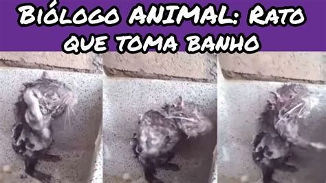 Biólogo ANIMAL Rato que toma banho YouTube