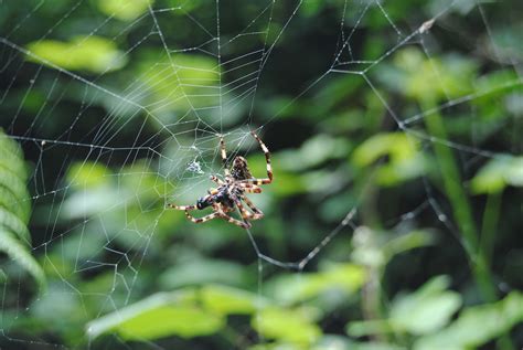 Foto De Aranhas Grandes - 8